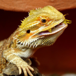 13 Things That Bearded Dragons Love: Enrichment Ideas