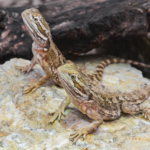 5 Best Practices While Feeding Freeze-Dried Crickets To Bearded Dragon