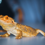7 Golden Tips For A Safe Journey With Your Bearded Dragon