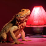 Optimal Tank Location And Placement For Bearded Dragons At Home