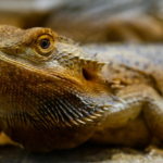Bearded Dragon Eye Infections: Causes And Solutions