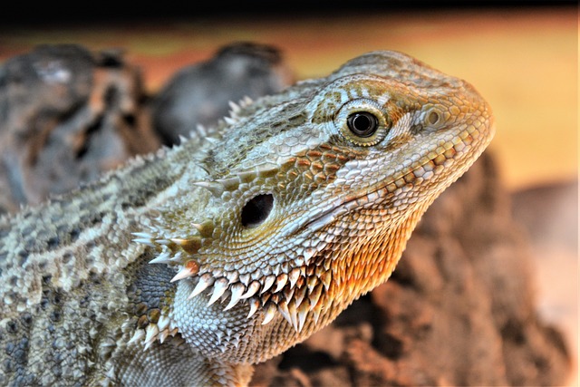 Ed dragon perched atop a rock in a terrarium, surrounded by various dishes of food and vegetables