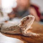 14 Essential Things All Bearded Dragons Need