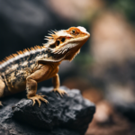 7 Behavior Patterns Of A Bearded Dragon And When To Worry