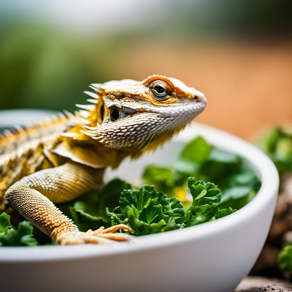 Ed dragon happily basking in the sun, with a bowl of greens and insects nearby
