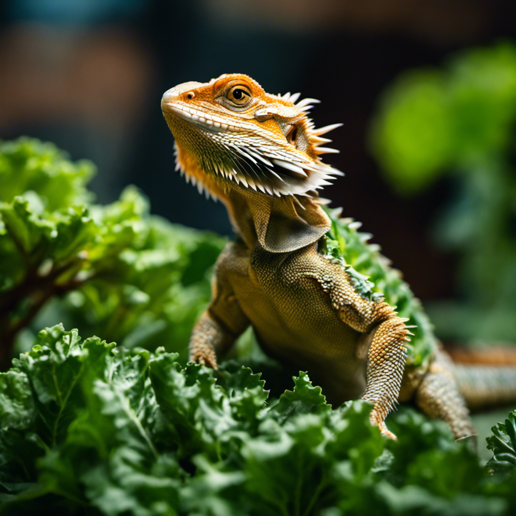 Ed dragon eating a leaf of kale, while looking cautiously over its shoulder