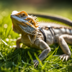 Taking Your Bearded Dragon Outside: Safety And Benefits