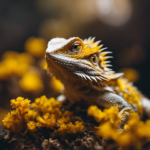 10 Signs Of Yellow Fungus In Bearded Dragons ( How To Prevent