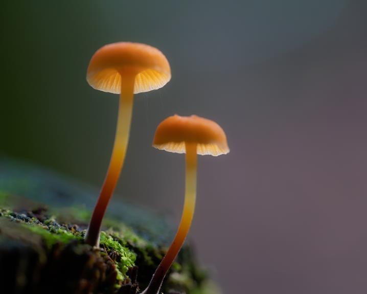 animals that eat mushrooms