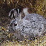What Type of Hay Is Best for Rabbits?