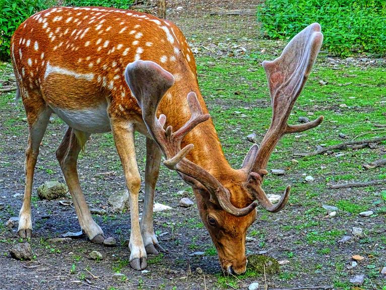 deer and clematis interactions