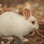 Rabbit Pellet Nutritional Requirements
