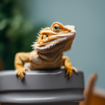 How To Potty Train A Bearded Dragons