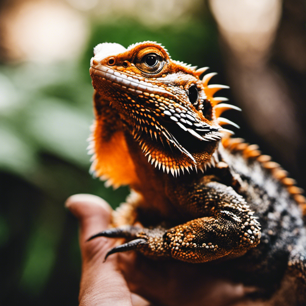 Ge and black bearded dragon looking directly at the camera, perched on a human's hand and gently licking their thumb