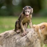 What Animals Eat Monkeys?