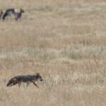 WHAT ANIMALS EAT COYOTES?