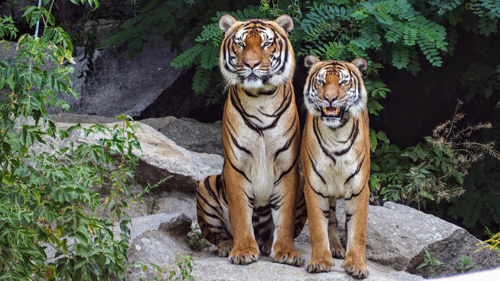 predators of the tiger