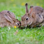 Do Wild Rabbits Eat Celery?