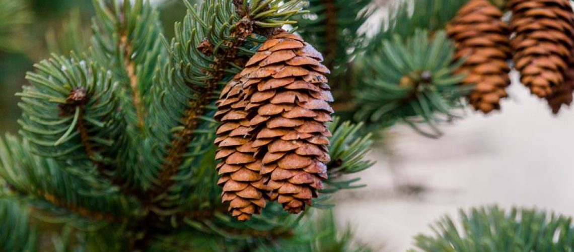 animals that eat pine cones