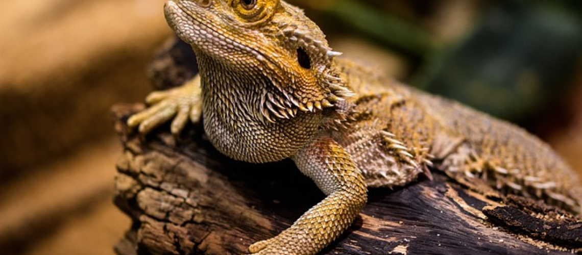 P of a bearded dragon, showing its sharp teeth and scaly, spiky body, with a hand in the background providing scale