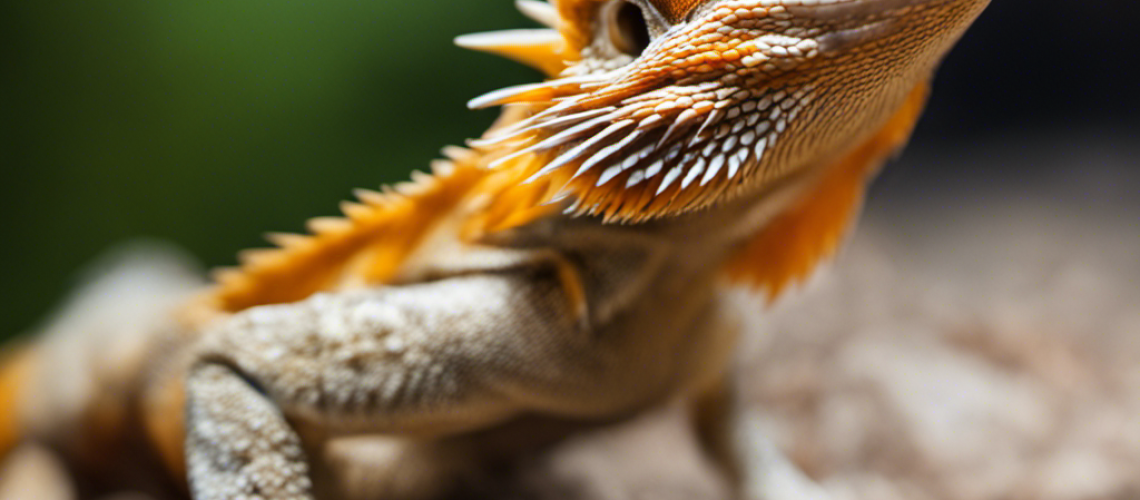 Ed dragon happily eating various insects, such as worms, roaches, and wax moths, on a natural-looking substrate