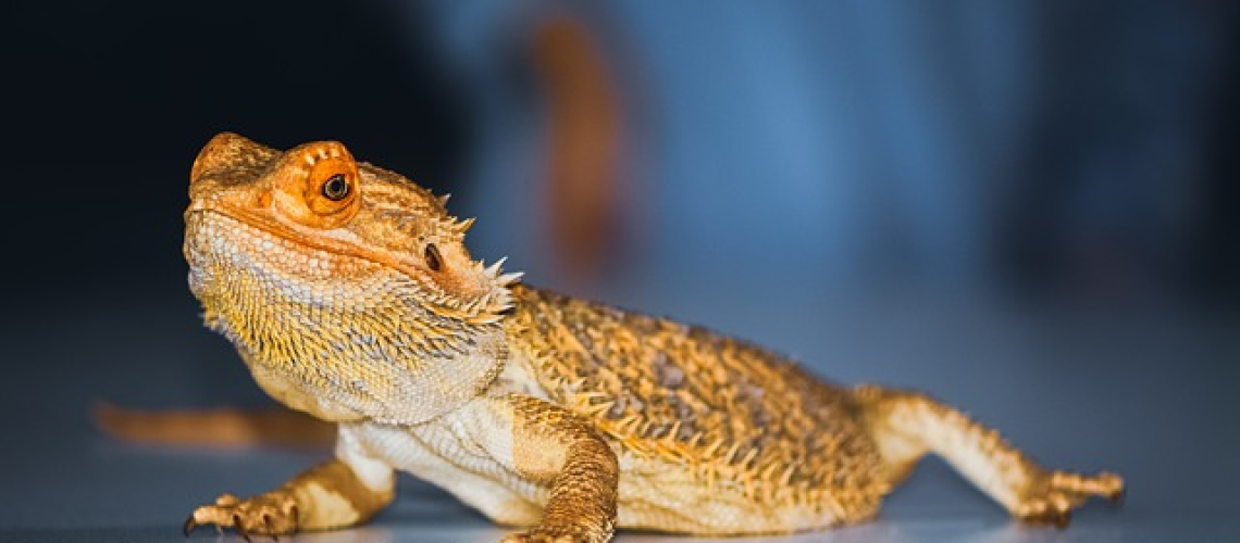 -up of a bearded dragon's face, eyes wide open and tongue out, hovering just above a superworm beetle