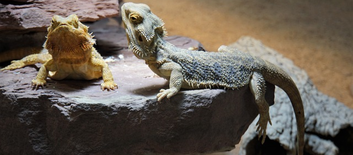 P of a bearded dragon, head and front feet on a human hand, gently shedding its skin