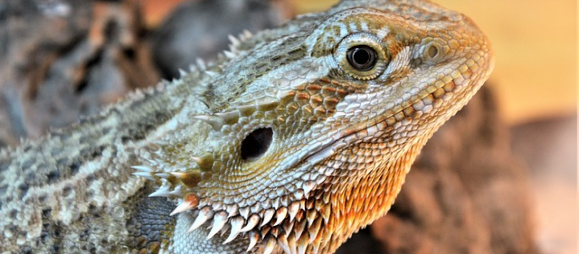 On-style bearded dragon wearing a neckerchief, looking directly into the camera, blinking with curiosity