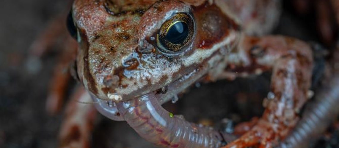 frogs slugs surprising predators