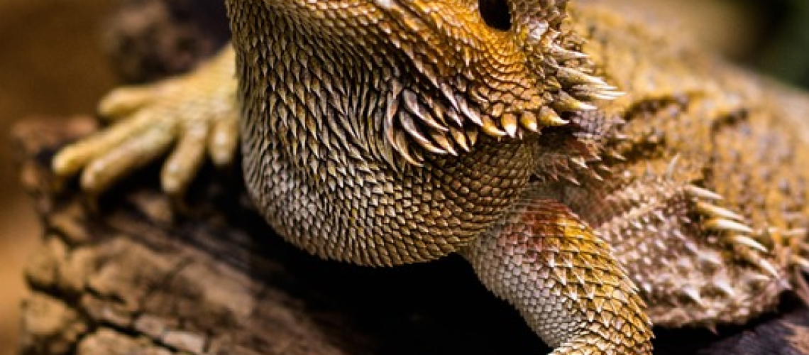 Close-up of a bearded dragon, looking content and relaxed, in both a natural outdoor environment and a terrarium indoors