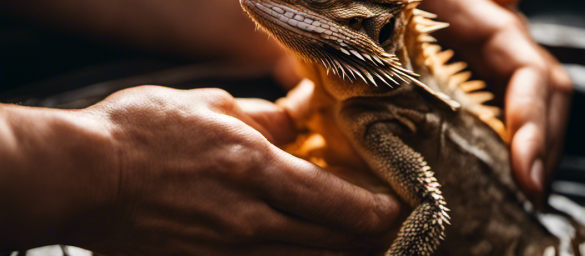 N gently bathing a Bearded Dragon in a shallow basin of warm water, with a damp cloth draped over their hands