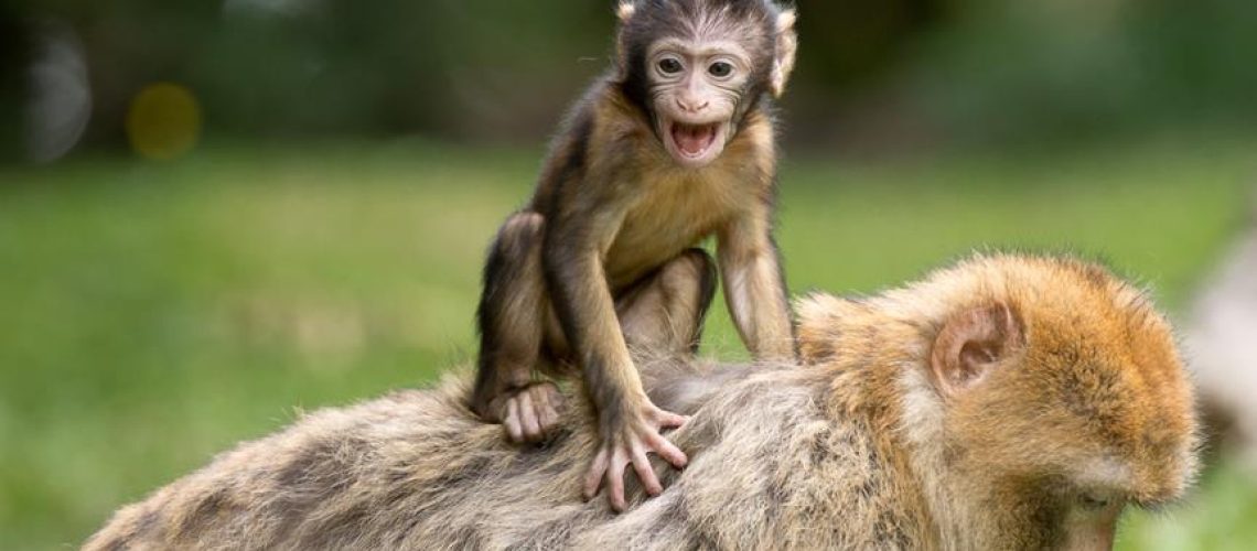 predators of monkeys identified