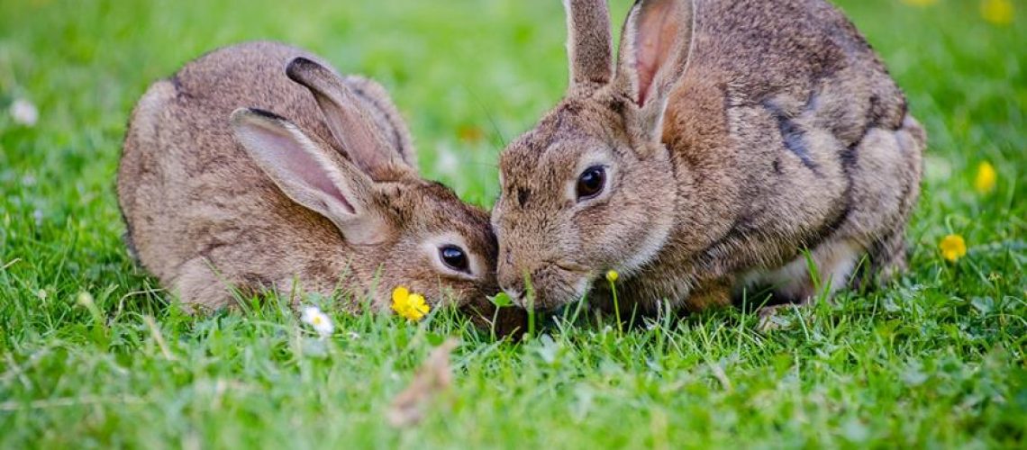 rabbits and lantana consumption